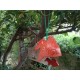 Clochette japonaise Furin poisson rouge suspendue dans un jardin japonais