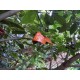 Clochette japonaise Furin poisson dans un jardin